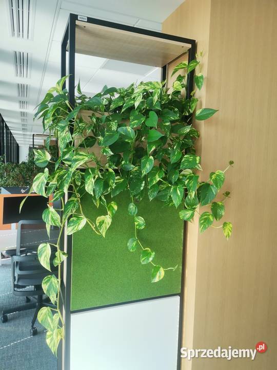 Ogrodnik domowybiurowy Pogotowie roślinne Pozostałe mazowieckie prace ogrodowe