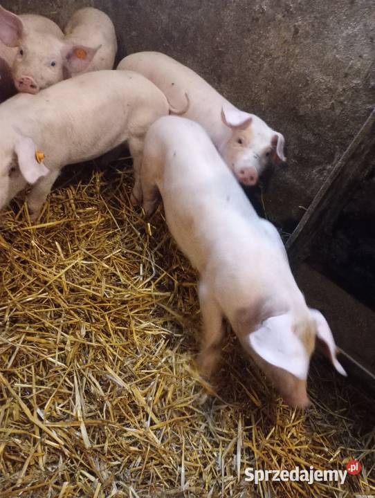 Prosięta 7 Chromowola