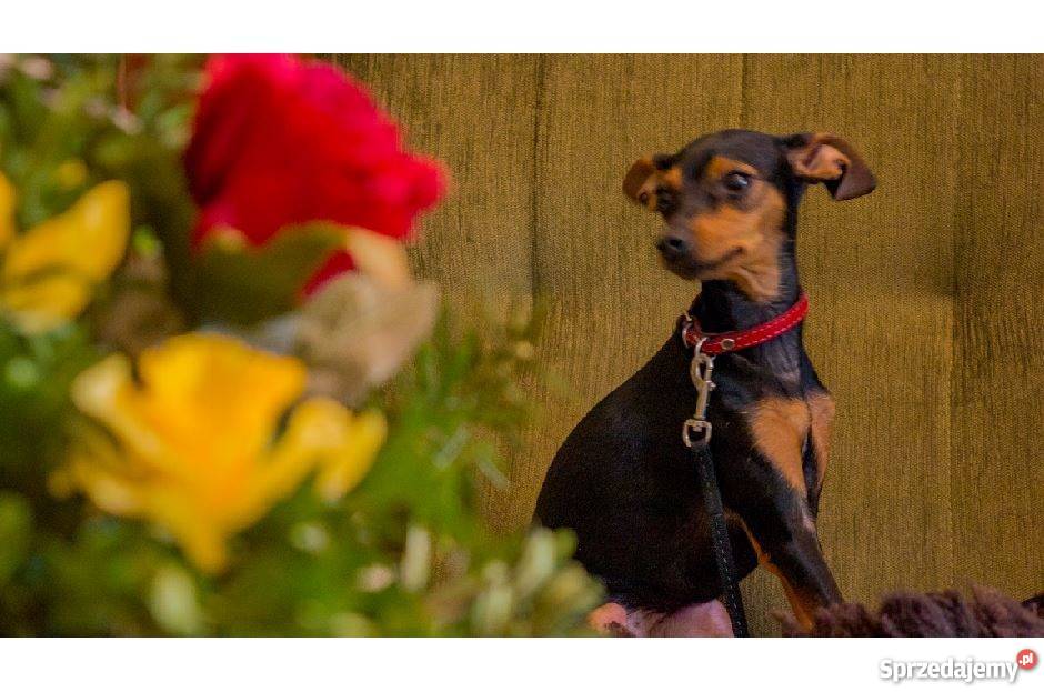 Pies Pinczer miniaturowy ODDAM Pozostałe sprzedam
