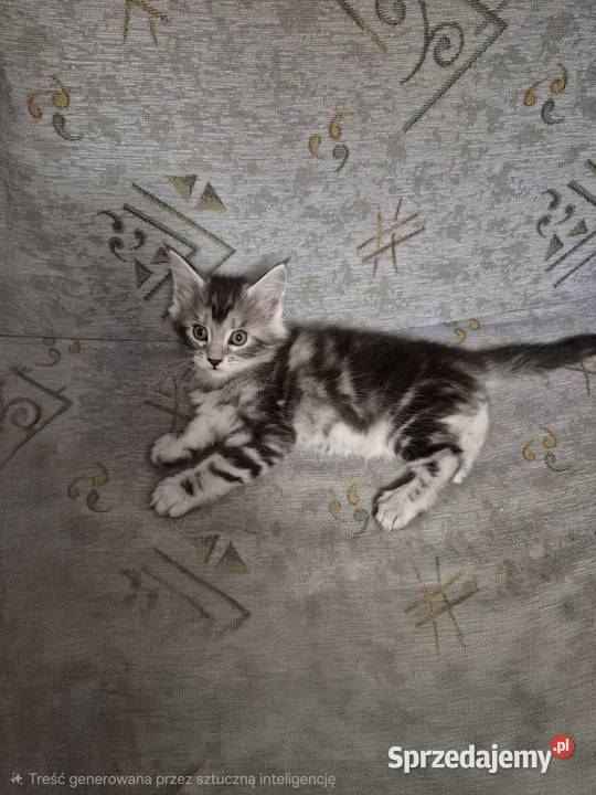 Kotka MAINECOON Będzin