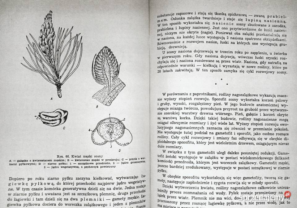 Repetytorium z biologii L Hausbrandt J Mazurowa