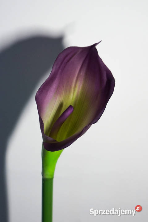 Kalia w kolorze fioletowym śląskie