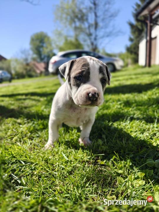 Oddam Szczeniaki American Staffordshire Terrier