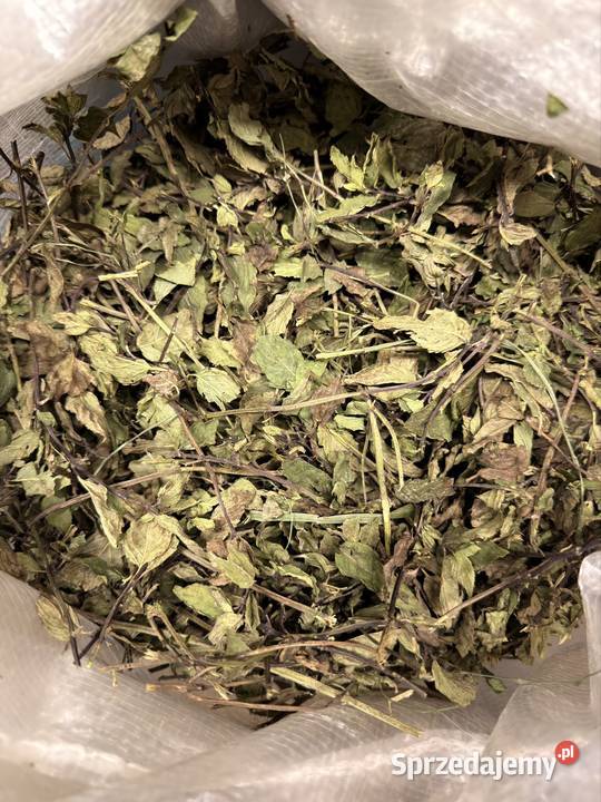 Mięta pieprzowa ziele całe młode Dawidy