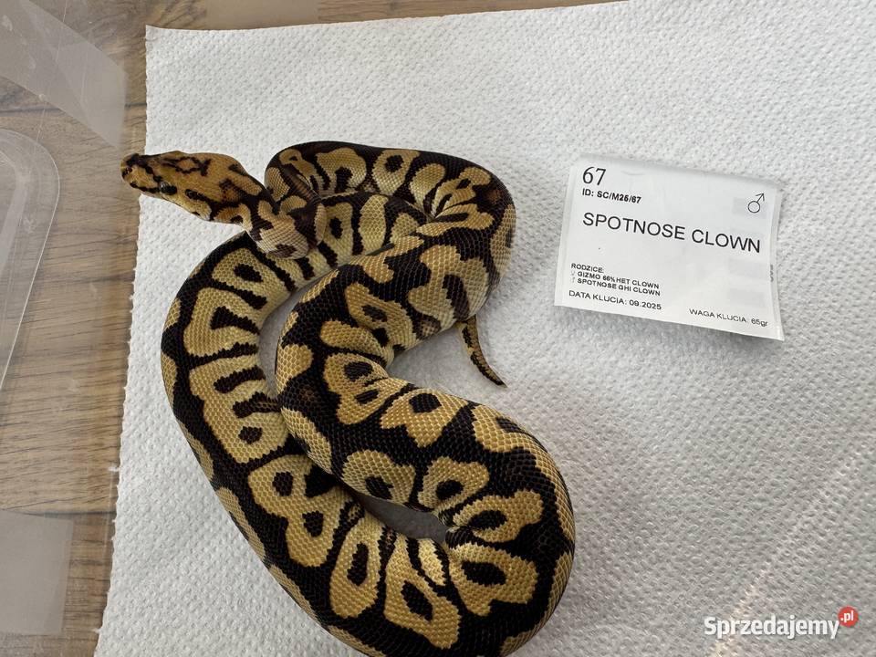 Python Regius królewski kolorki Bydgoszcz