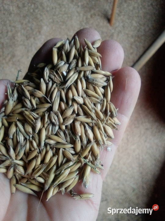 Pszenica pszenżyto owies jęczmien Nieborów