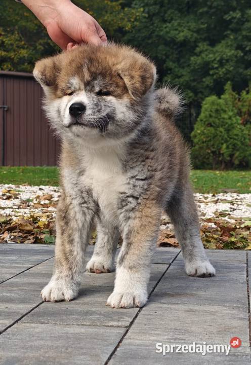 Akita Inu FCI szczenie Buczkowo