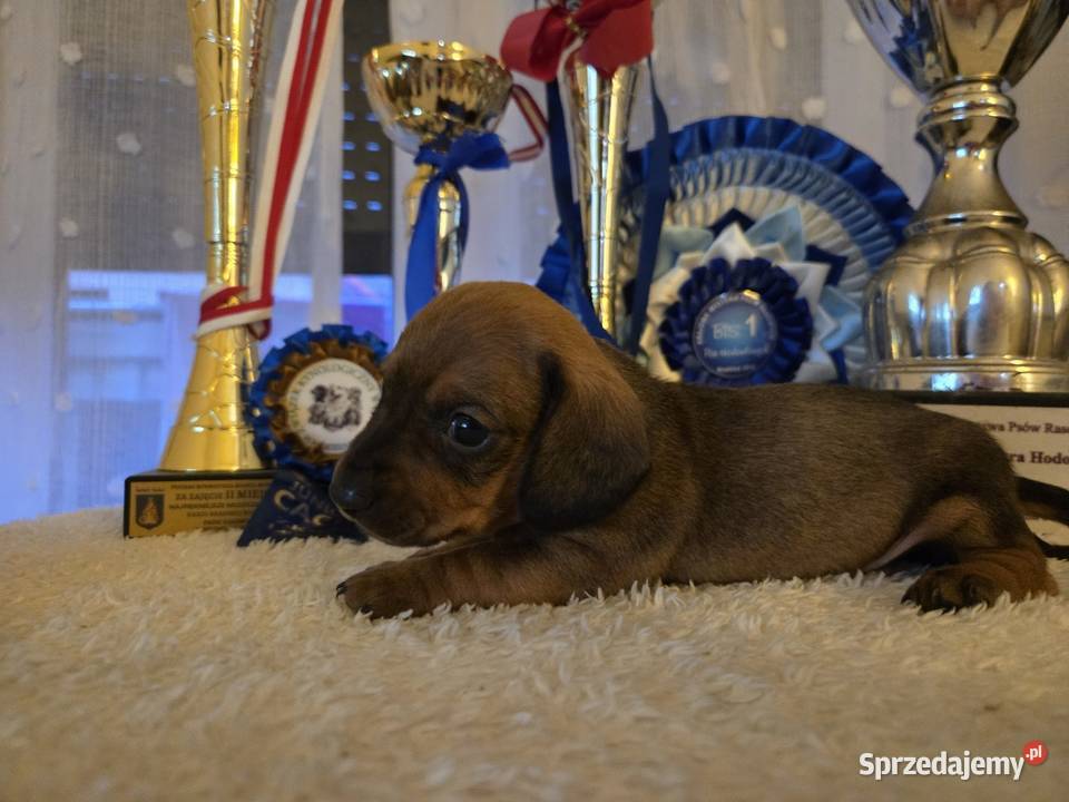 Jamnik Miniaturowy piesek FCI