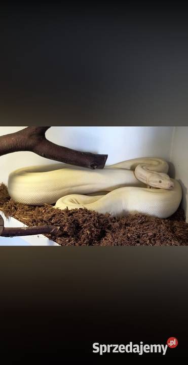 Boa cesarski samica Gady i płazy Lgota