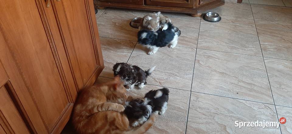 Tybetańskie rozrabiaki Drzewianowo sprzedam