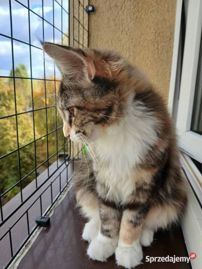 Maine coon piekna kotka Ruda Śląska sprzedam