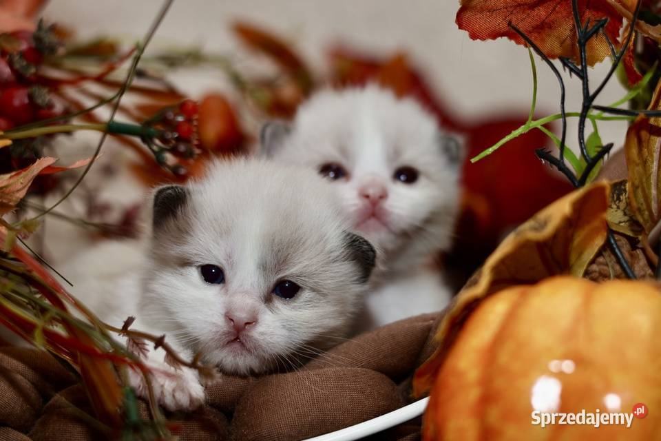 Ragdoll bracia bicolor Piorunówek