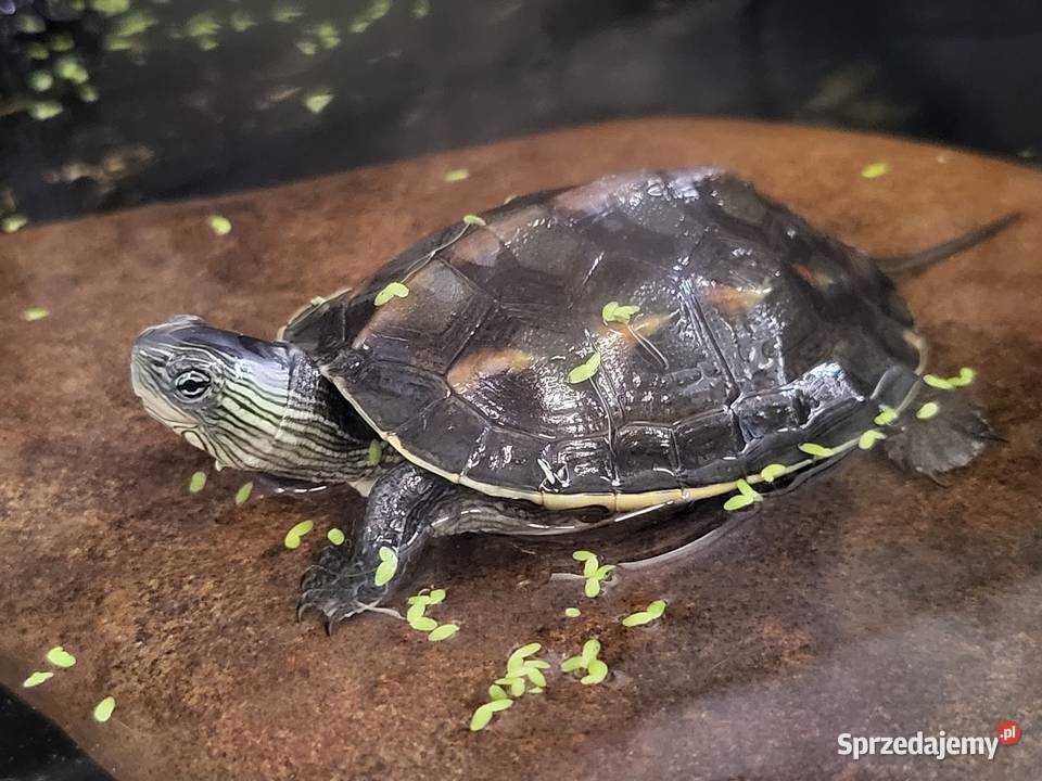 Żółw Wodno Lądowych Sklep Zoologiczny Katowice