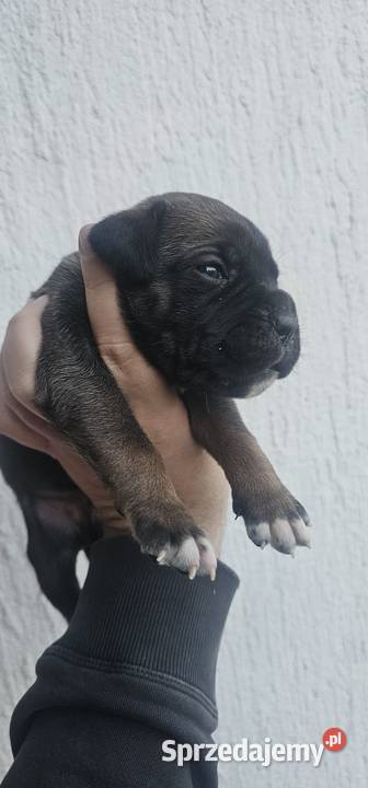 Cane Corso szczenięta na sprzedaż pomorskie Sadłuki