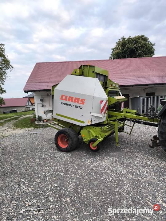 Sprzedam prase class Wierzbka