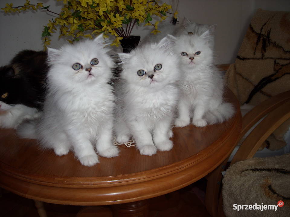 Kocieta perskie srebrzystobiale Warszawa sprzedam