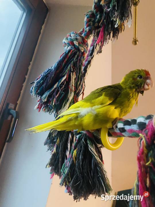 Modrolotki ręcznie karmione oswojone pupile