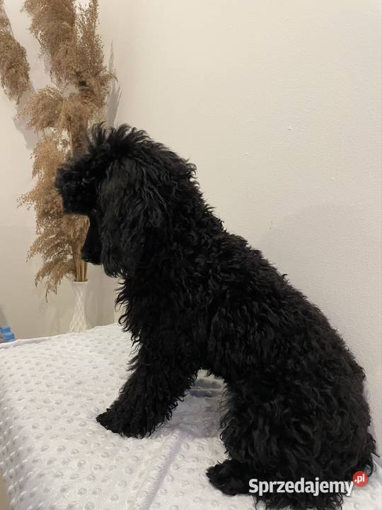 Pudel miniaturowy piesek Ostrożnica sprzedam