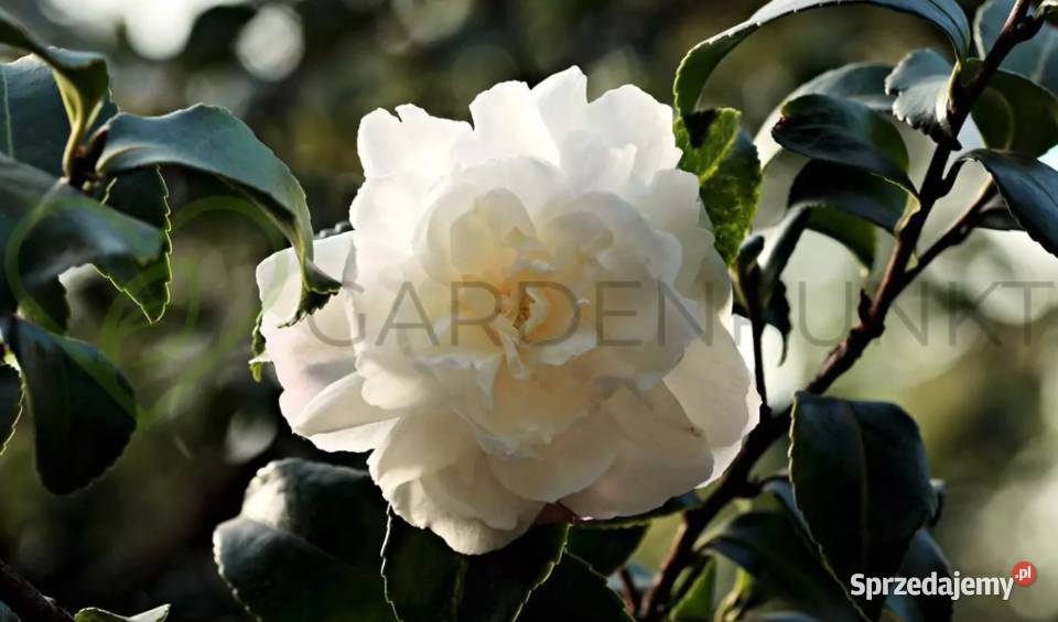 Kamelia Japońska Zimozielone Pięknie Pachnie śląskie Knurów sprzedam