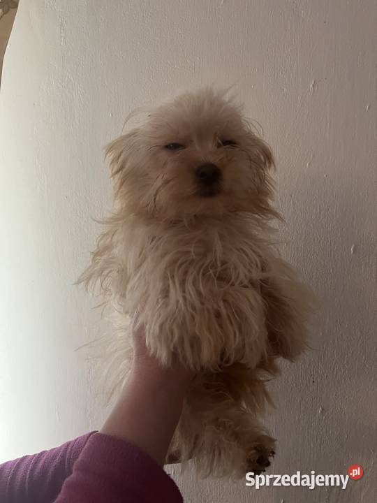 Suczka brązowa Starachowice