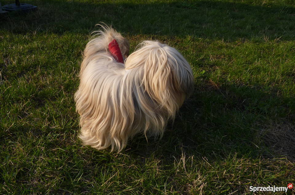 Lhasa Apso Shih Tzu Maltańczyk Bichon Frice