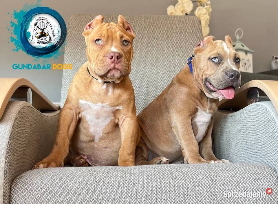 American Bully piesek ABKC sprzedam