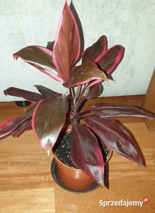 Kordylina pięknie wybarwiona Warszawa