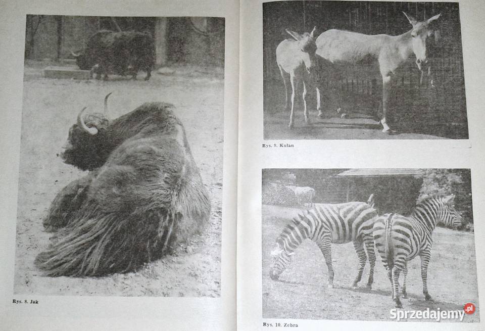 Ogólna hodowla zwierząt Bolesław Nowicki Chełm sprzedam