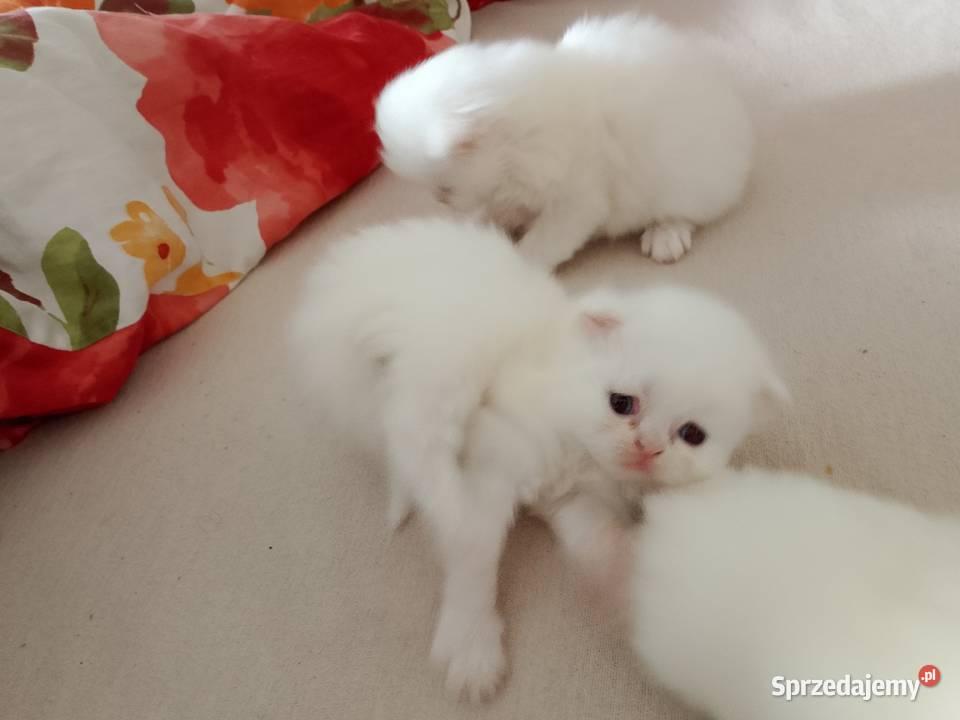 Korki perskie białe sreberka kujawsko-pomorskie Inowrocław