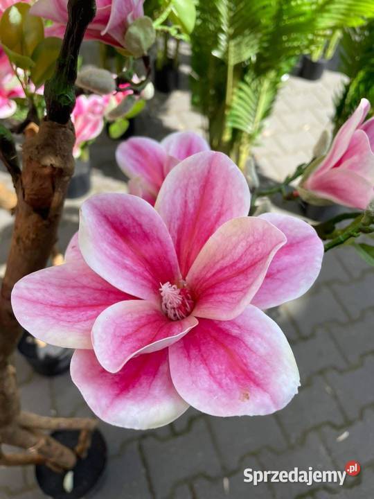 Sztuczne drzewko magnolii 180 Golkowice