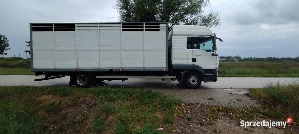 Man Tgl 12240 do przewozu zwierzątbydłażywca mazowieckie Radziejowice