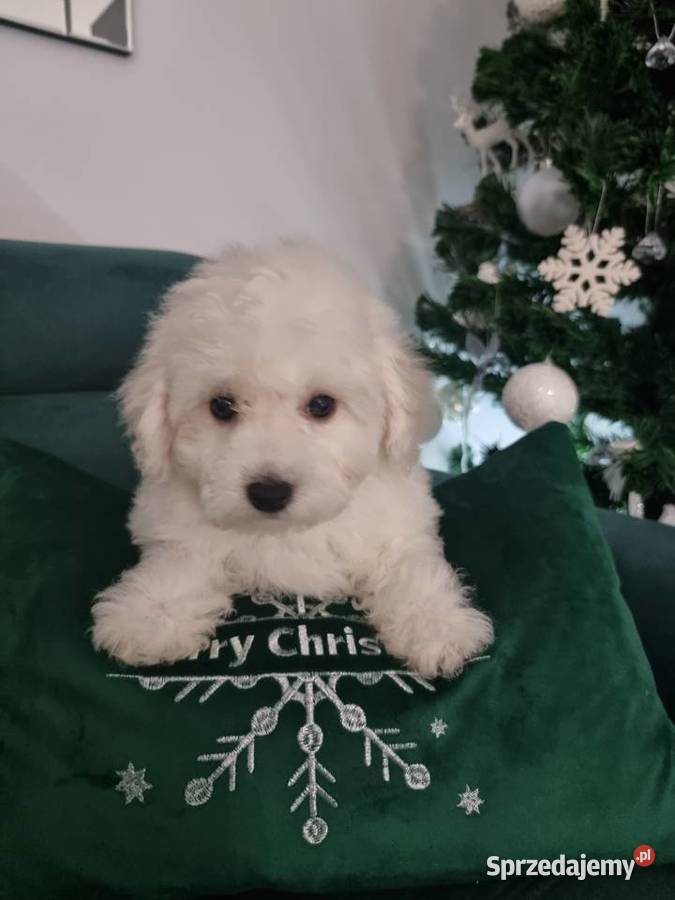 Bichon Frise Warszawa