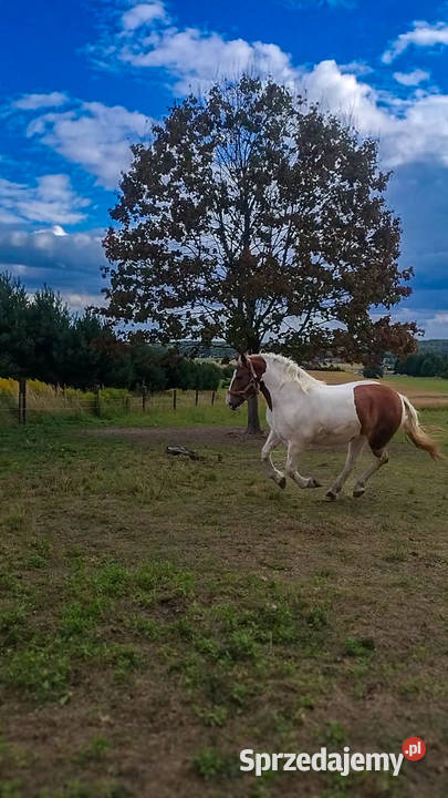 Na sprzedaż śliczna klacz zimnokrwista Kielce
