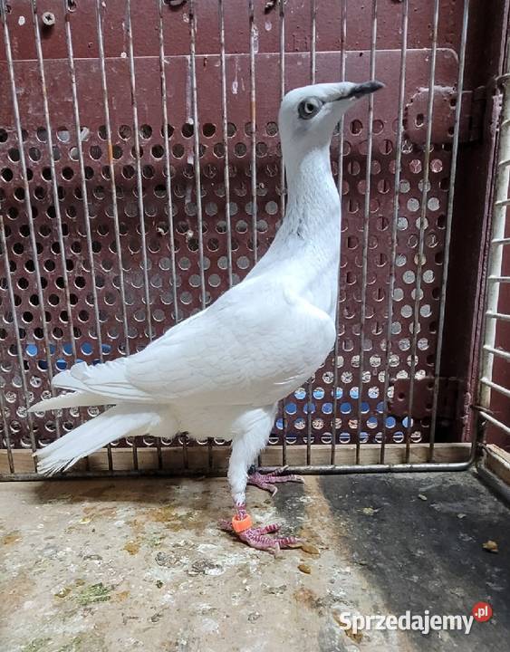 Srebniak na białym ogonie