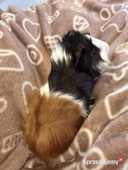 świnka morska cavia domowa SAMIEC