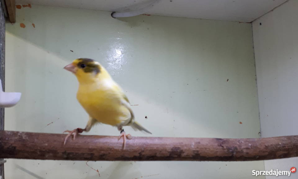 Kanarek kanarki timbrador Nasielsk