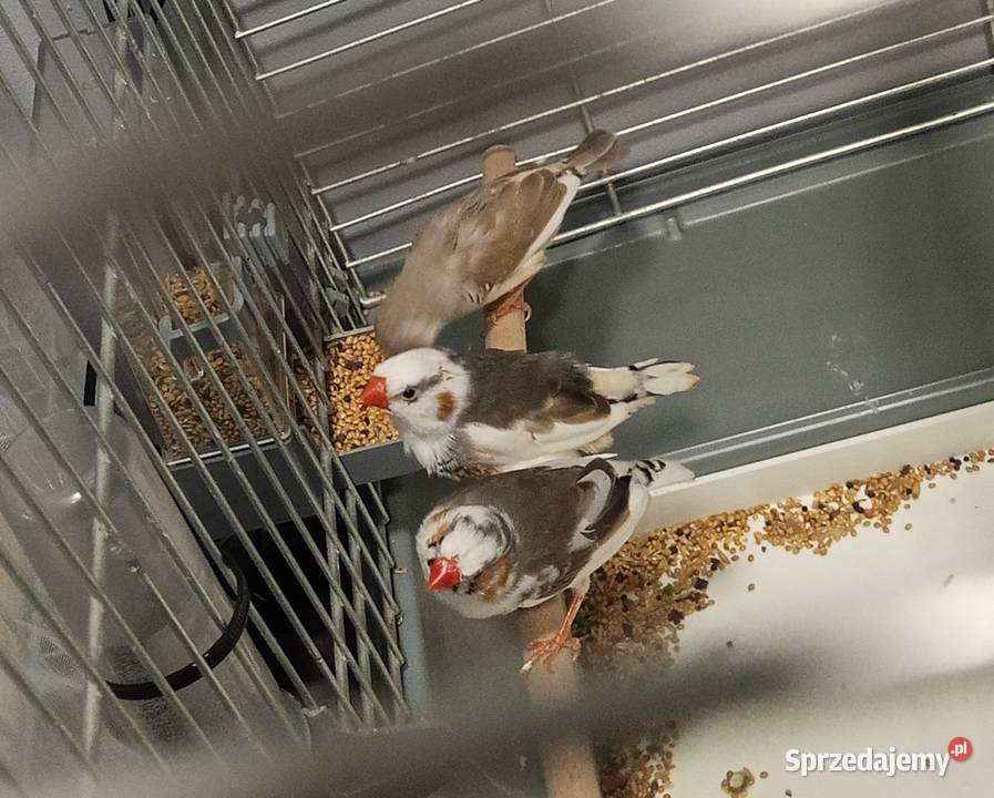 Sprzedam ptaszki zeberki z klatką Słupca