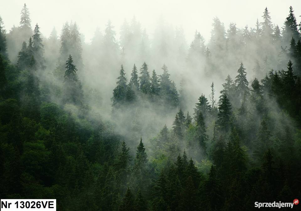 Tapeta fototapeta Las Las we mgle 3D wewnętrzne Leszno