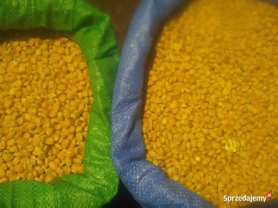 kukurydza sucha karma gołębi papug kujawsko-pomorskie