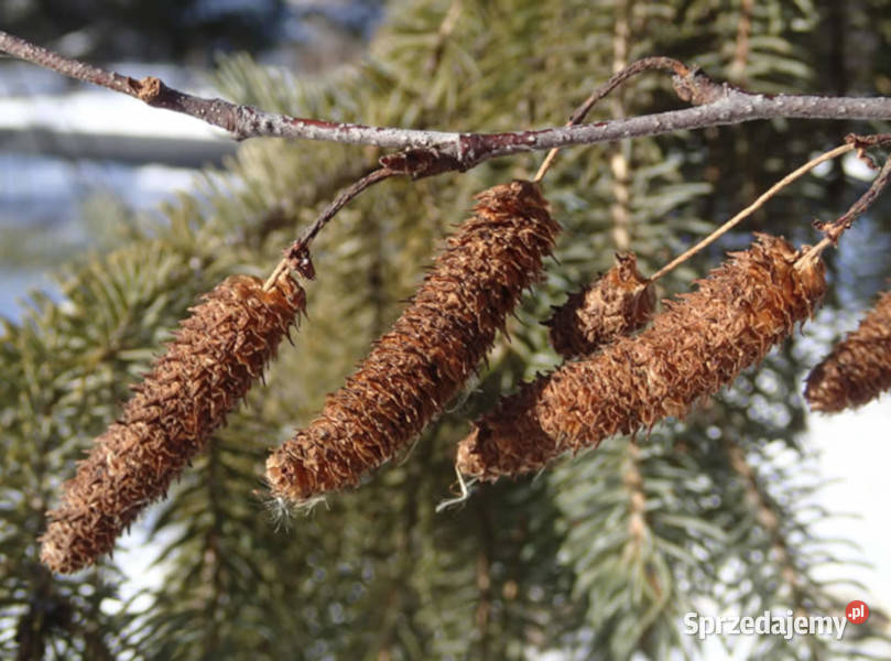 BRZOZA PAPIEROWA Betula papyrifera NASIONA 10000 kujawsko-pomorskie Lubanie