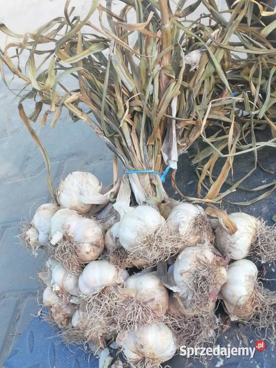 Czosnek wiosenny Jarus na brudno Działoszyce