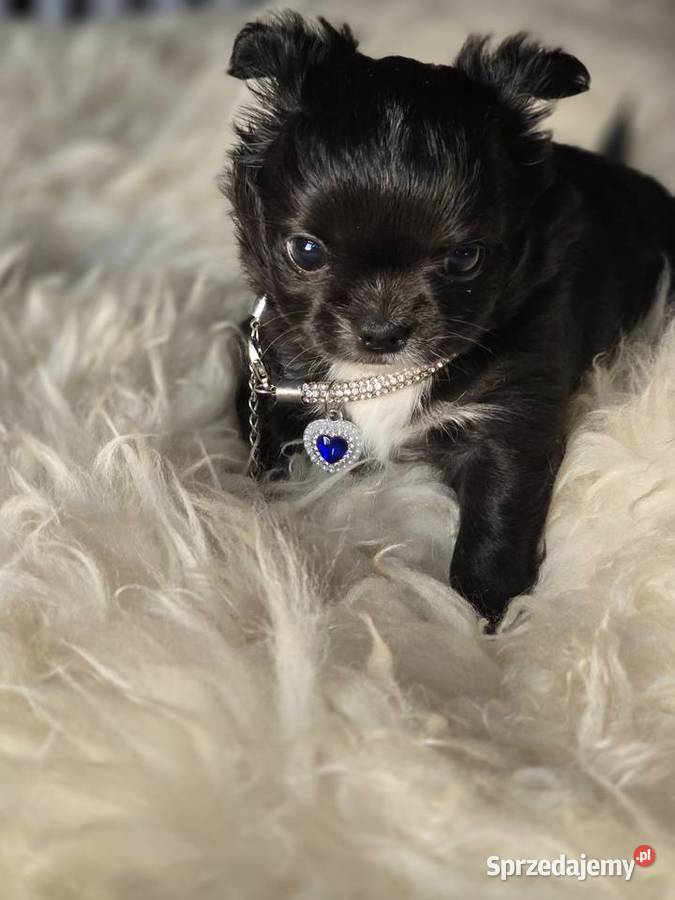 Chihuahua czarna Xxs Bielsko-Biała sprzedam