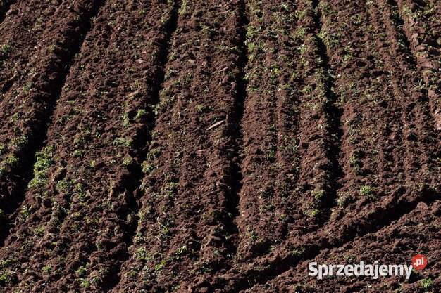 Wydzierżawie Pole Orne W Kotkach Gmina Busko Pińczów