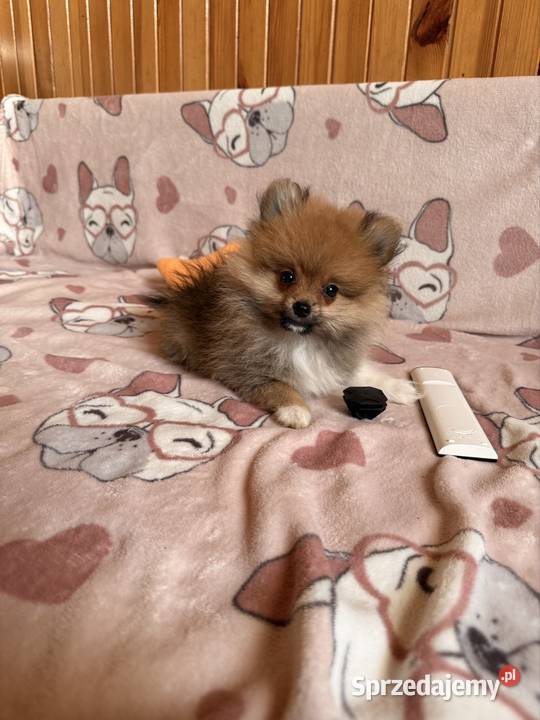 Szpic miniaturowy gotowy na zmianę domku śląskie Częstochowa sprzedam