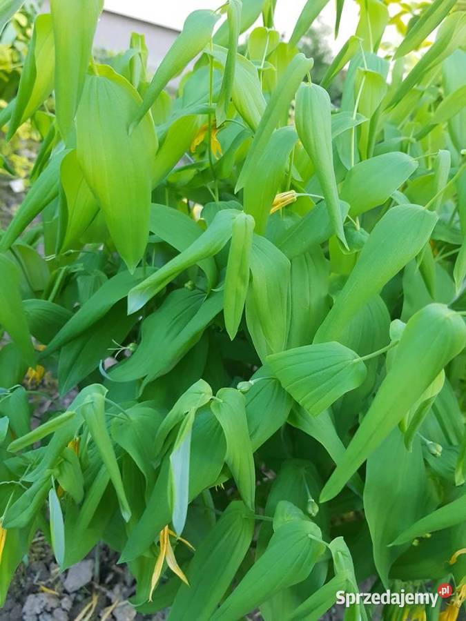 Jagodowiec wielkokwiatowy Lublin