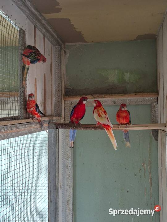 Rozelle Białolice Zwierzęta Sędziszów Małopolski