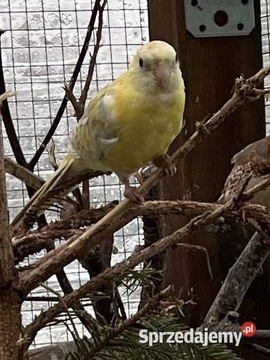 Młode samice Ptaki zachodniopomorskie Kotłowo