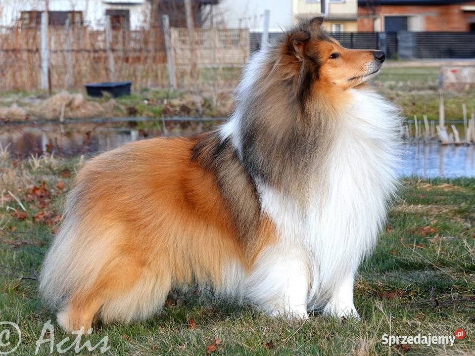 COLLIE Owczarek Szkocki długowłosy szczeniaki śląskie Janów sprzedam