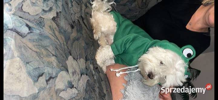 Sprzedam dorosłego maltańczyka Maltańczyk