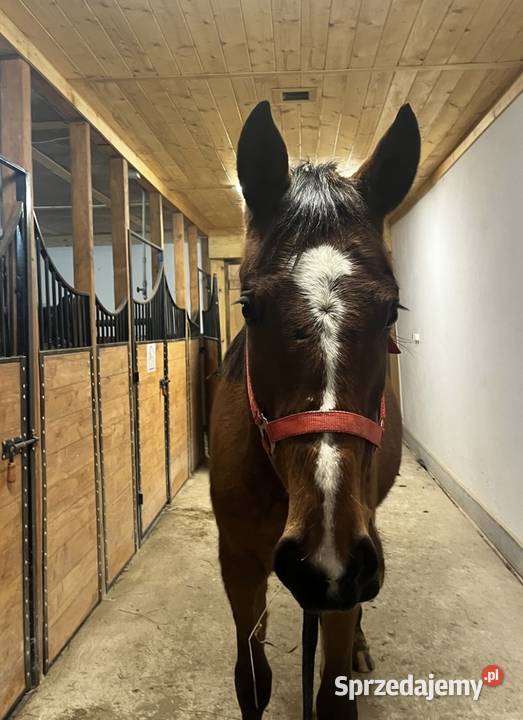 Sprzedam ogiera małopolskiego Iwonicz-Zdrój